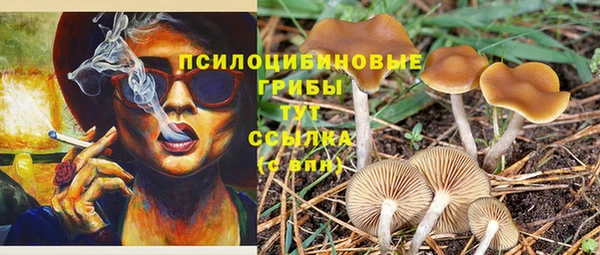 прущие грибы Краснослободск